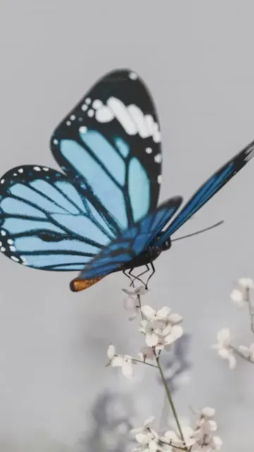 Rare Butterfly Species You Didn’t Picture