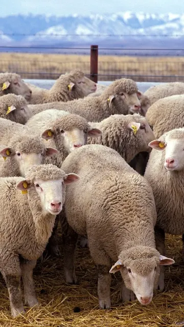 Rare Sheep Breeds Found Around Picture