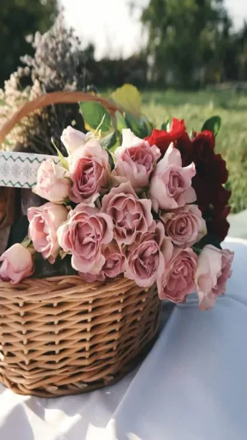 Rose Day 2026: India’s top Picture