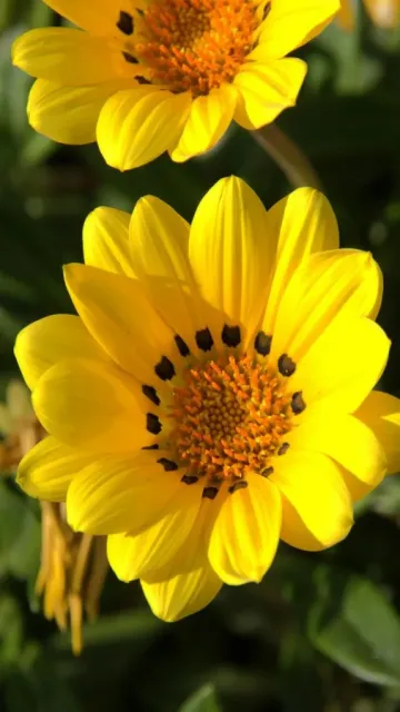 Sow the seeds of these Picture