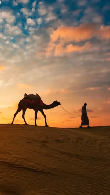 The eight most searched domestic Picture