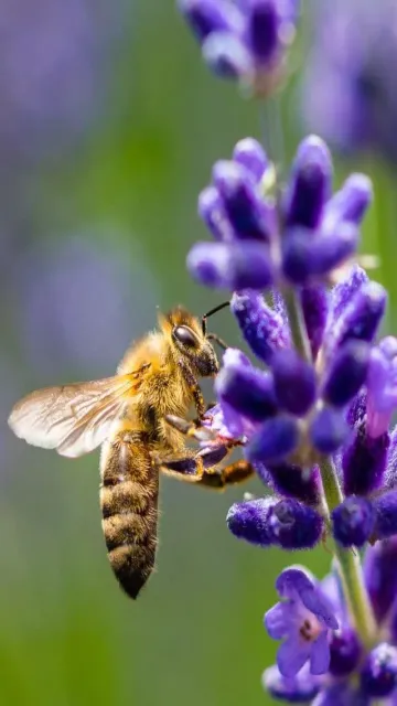 Tiny but deadly: One bite Picture