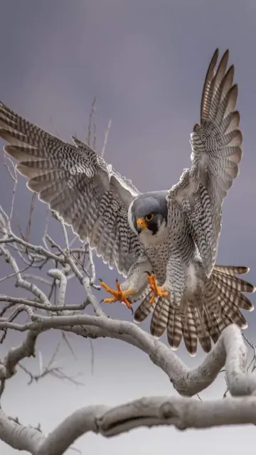 Top 10 fastest animals found Picture