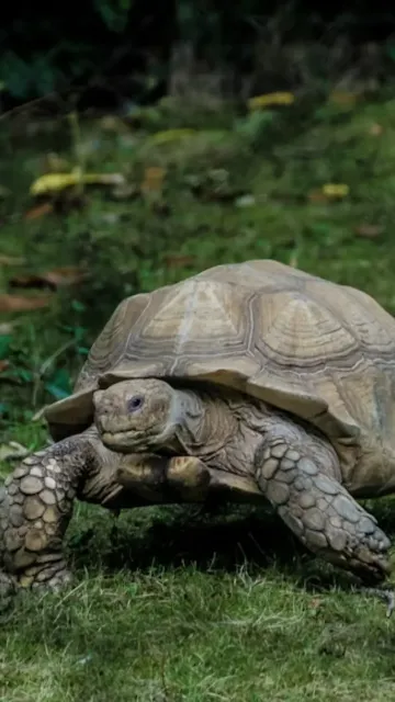 Top 8 slowest animals in Picture