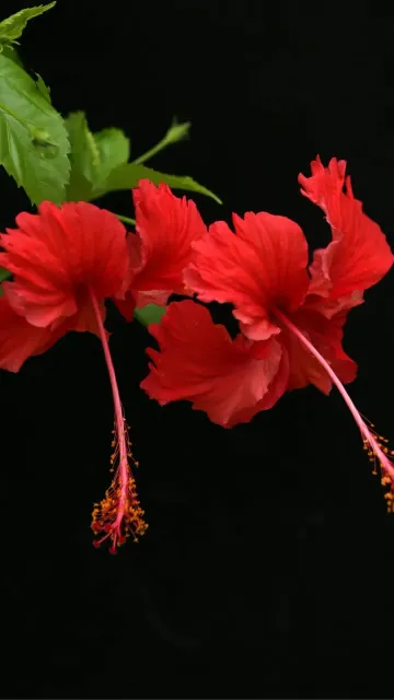 Want Thick And Black Hair? Picture