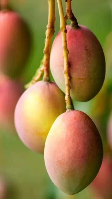 Which is the most widely Picture