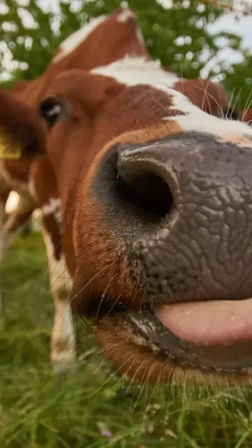 Wild animals with unusual names Picture