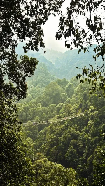 World’s largest rainforests and where Picture